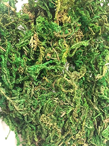 8oz Preserved Moss, Grass