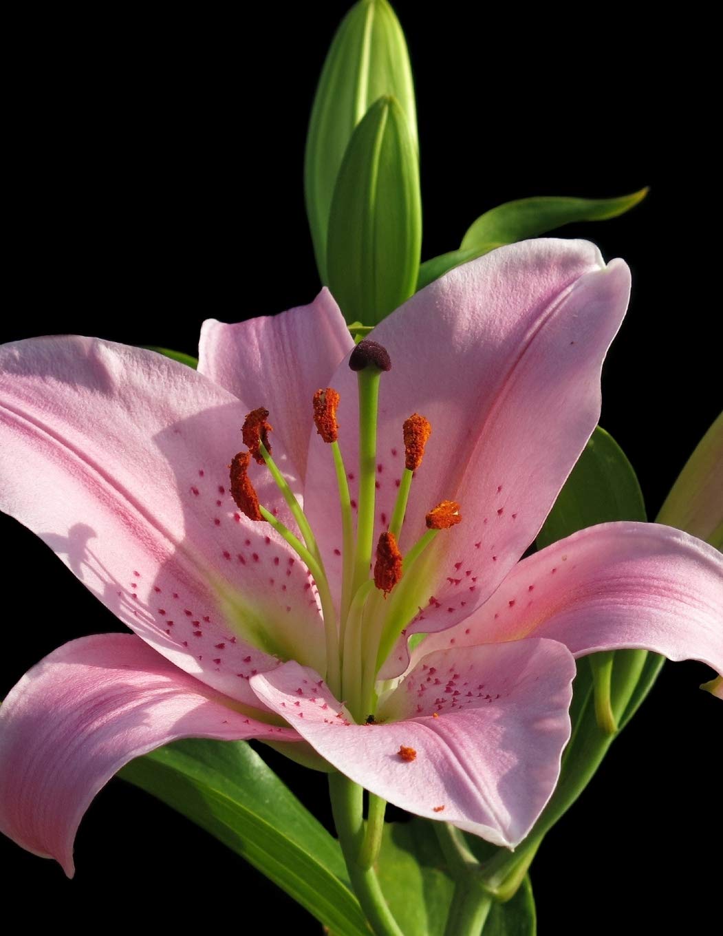 Notebook Lilly Calla Flower Bulb Gardening Garden Gardens Design Landscaping Landscape Wild Pages Press 9781089773498 Amazon Com Books