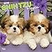 Shih Tzu Puppies 2018 Calendar