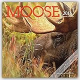 Moose 2016 Square 12x12 Wyman