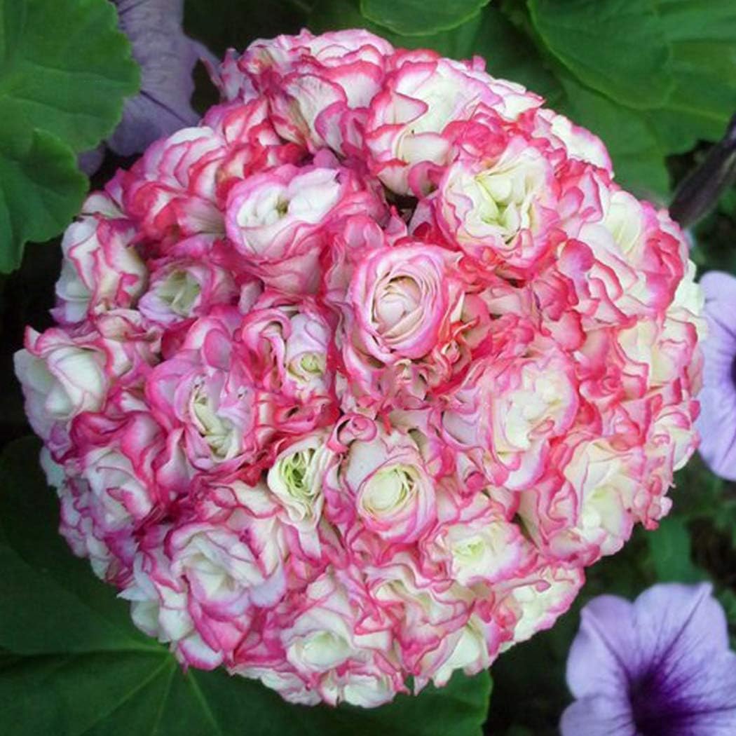 Gfone 10pcs Geranium Seeds Pelargonium Hortorum Flower Seeds Perennial Flowers Garden Potted Plants