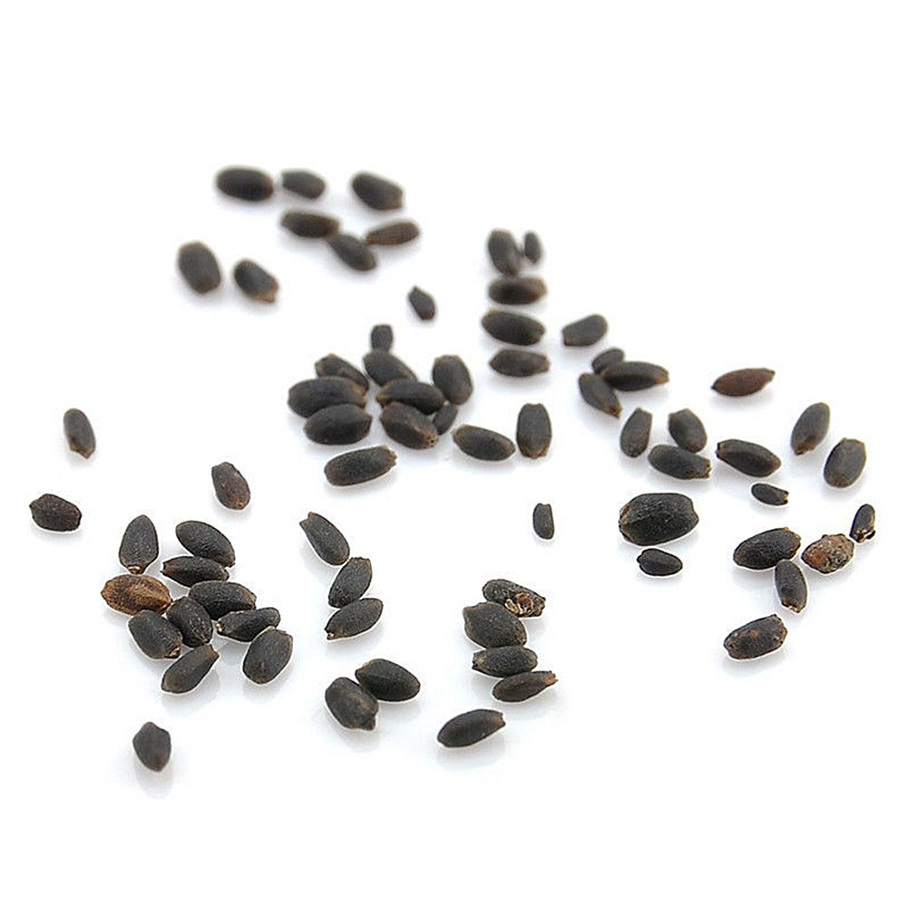 Бусины семена. Японская зелень смесь. Экзотические семена для сибири. Семена экзотические магазины. Семена мухоловки.