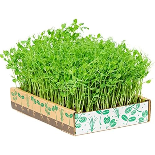 gift ideas on amazon related to Patio, Lawn & Garden list of amazon products that are Vegetables, under $20, under $25, cool items
