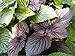 Perilla, Japanese Shiso (Perilla frutescens L.) Herbal Plant Seeds, Healthy Culinary Herb