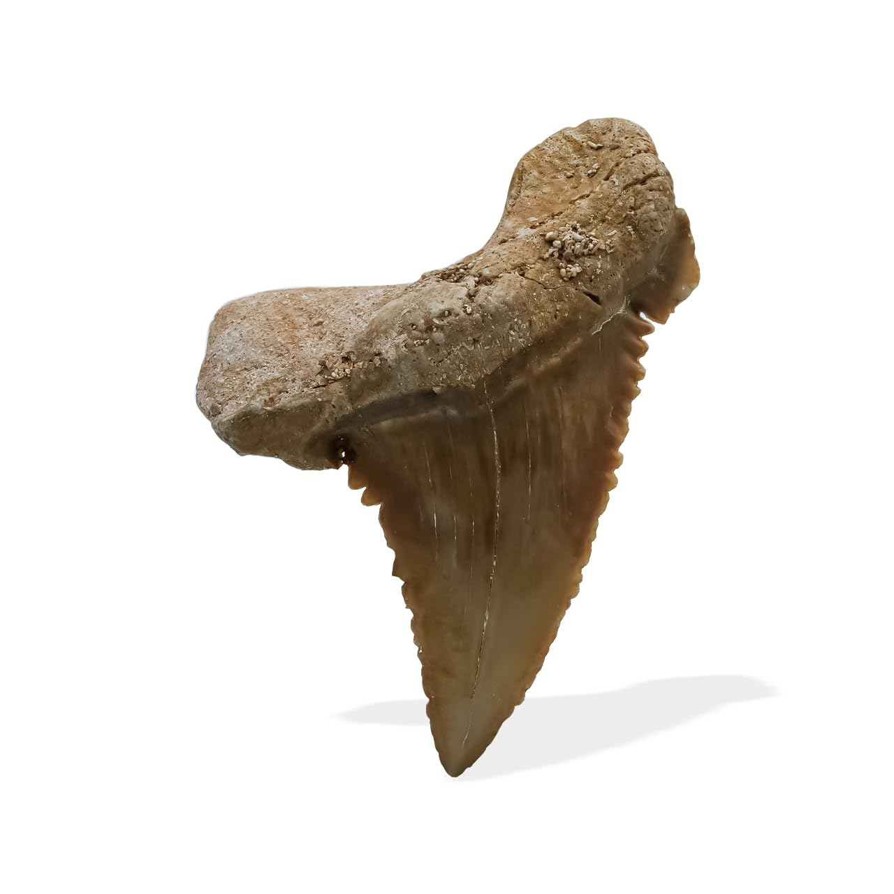 Starborn Rare Collector's Fossils, L, Gemstone, fossil