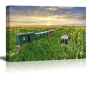 Beautiful Scenery Landscape of Rows of Beehives in...