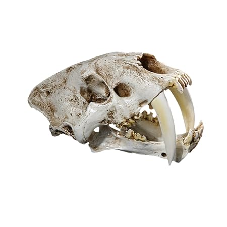NF&E 1:1 Saber-Toothed Tiger Resin Skull Statue Figurine Head Model Home Decor
