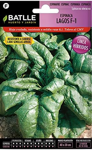 Semillas Hortícolas Híbridas - Espinaca Lagos F-1 - Batlle: Amazon ...