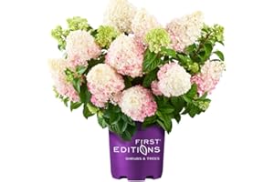 Blooming & Beautiful - Vanilla Strawberry Hydrangea - 3 Gal - First Editions - Creamy White-Pink-Strawberry Red Mophead Blooms - Zones 3-8 - Hydrangea ‘Vanilla Strawberry’ - 3 Gallon Pot