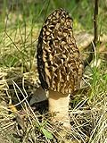 Seeds Morel Black Mushroom Mycelium Spawn Grow