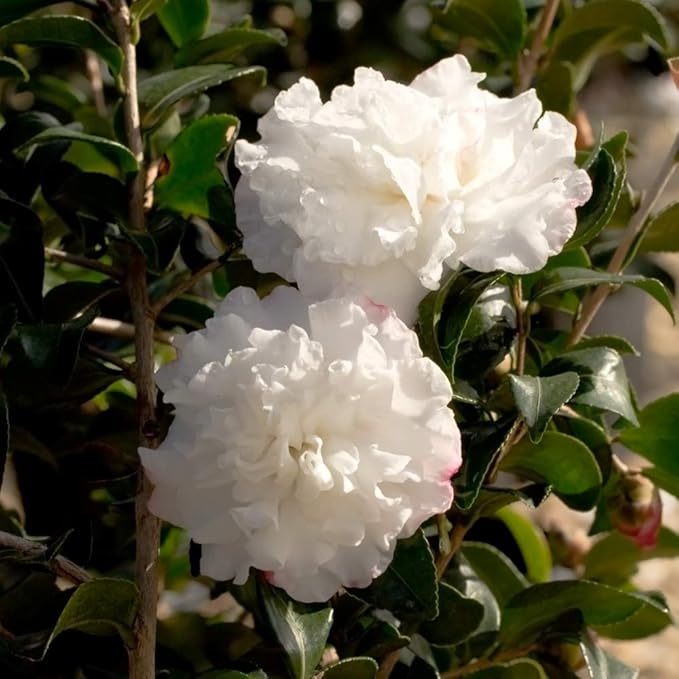 2 Gallon October Magic Snow Camellia