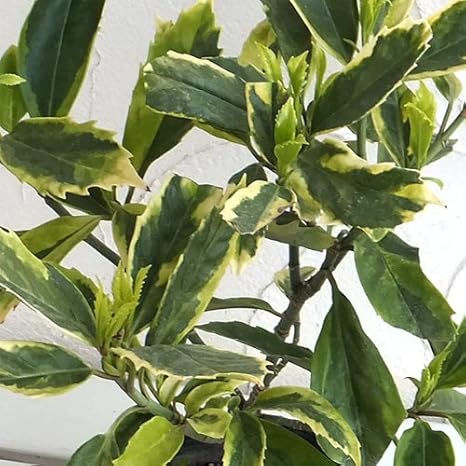 Amazon Co Jp アオキ サルフレアマルギナータ5号ポット 低木 日陰向き ホーム キッチン