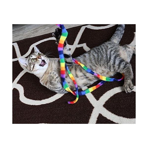 rainbow cat charmer