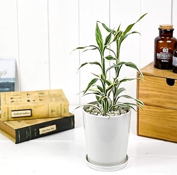 Amazon Co Jp 観葉植物 ドラセナ サンデリアーナ ホワイト 4号鉢 受け皿付き 育て方説明書付き Dracaena Sanderiana 銀葉千年木 ホーム キッチン