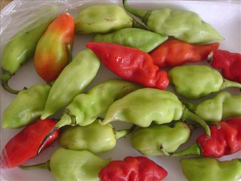 Trinidad Pimento Peppers (Seeds), Caribbean Seasoning Pepper - RSL Capsicum Chinense, No Heat (500 Seeds)