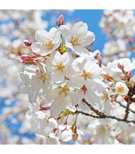Amazon.com : Light Pink Cherry Blossom Tree Plants, 8 to 10