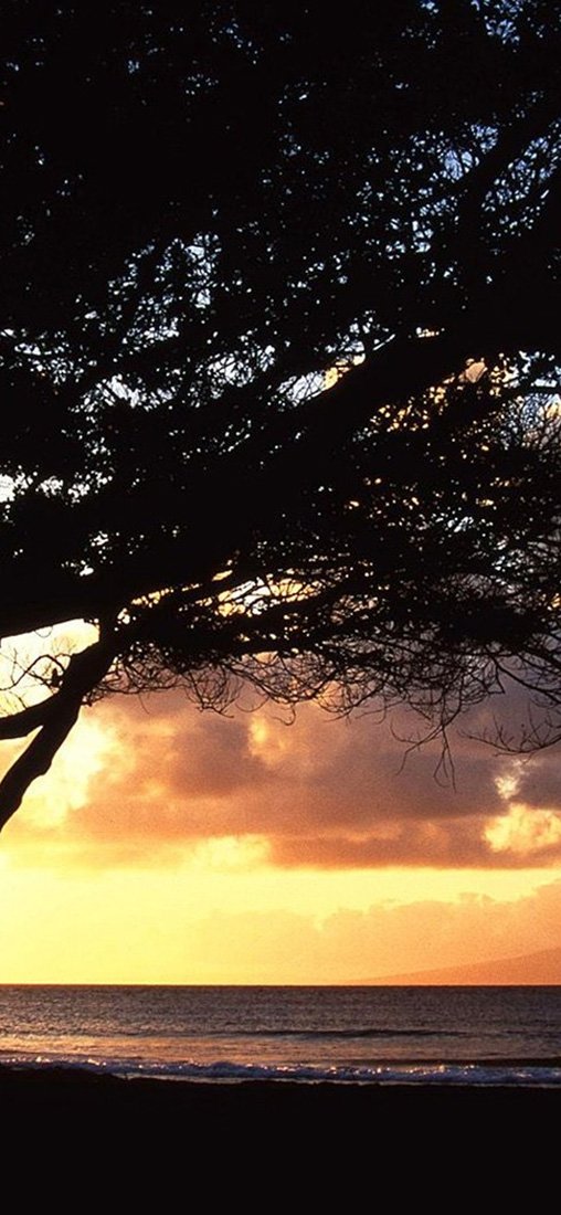 PeelitStickit, Beautiful Nature Wall Murals, ID-1781, vinyl