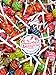 Chupa Chups Lollipops - 1.5 lbs of Delicious Assorted Bulk Wrapped Candy