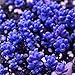 super1798 80pcs Rare Succulent Process Seeds Organic Plants Mini Garden Flower - 16#