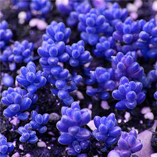 super1798 80pcs Rare Succulent Process Seeds Organic Plants Mini Garden Flower - 16#