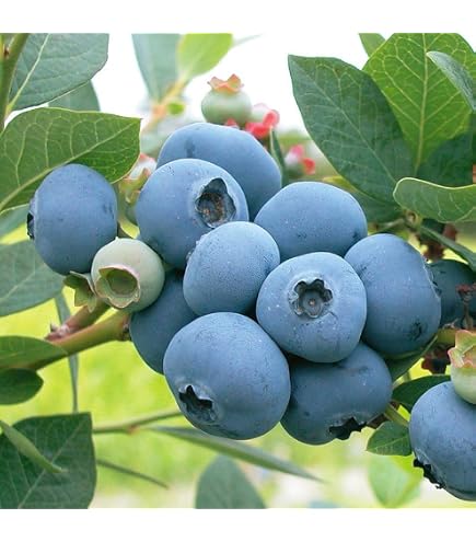 Graines D'arbousier (fausse Myrtille) - Paquet De 100 Graines - Arbre Fruitier Rustique, Pour Jardin Ou Pot