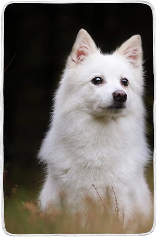 american eskimo plush