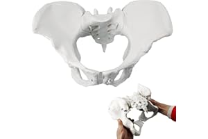 Veipho Pelvis Model, Flexible Anatomy Pelvis with Elastic Rope, Life Size Female Pelvic Bone Model for Student, Doctor