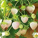 Strawberry Seeds 30 Sweet Organic Beauty White Strawberry Fruit Climbing Seeds for Planting Strtisfied Berry Plant Seeds