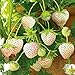 Strawberry Seeds 30 Sweet Organic Beauty White Strawberry Fruit Climbing Seeds for Planting Strtisfied Berry Plant Seeds