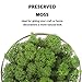Moss Preserved, Green Moss for Fairy Gardens, Terrariums, Any Craft or Floral Project or Wedding Other Arts (Green 8.8oz)
