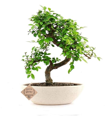 Abana Homes Chinese Elm Bonsai Live Plant with Pot - Home Decor | Perfect Diwali Gift