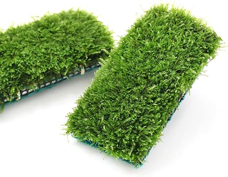 Amazon 水草 南米ウィローモスマット 無農薬 １個 北海道航空便要保温 Charm チャーム 生体水草 通販