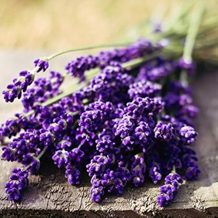 Amazon Co Jp ラベンダー Lavender ハイグレード アロマクラフト用 フレグランスオイル10ml ホーム キッチン