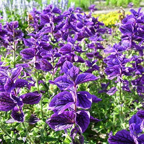 сальвия монарх. сальвия голубой монарх. сальвия монарх. сальвия монарх. сальвия монарх.