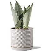 Chubacoo 5.8 Inch Plant Pots: Ceramic Planter with Drainage Hole & Saucer - Flowerpot for Indoor & Outdoor Plants - Beaded Embossed Design White - with Separate Tray