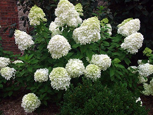 Limelight Hydrangea Paniculata - Live Plant Shipped 1 to 2 Feet Tall by DAS Farms (No California)