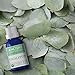 Eucalyptus Organic Essential Oil from Ancient Apothecary, 15 mL - Certified Organic, 100% Pure and Therapeutic Grade