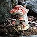 Top Collection Miniature Fairy Garden and Terrarium Red Mushroom Fairy House