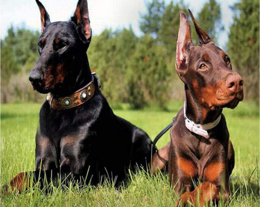 doberman brothers