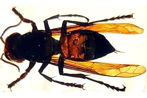 HQRP-CRYSTAL 44mm Real Asian Giant Hornet in Crystal Clear Lucite Resin Crafts Specimen Preserved Various Animal Insect Bug Taxidermy Collection for Biology Science Education & Desk Ornament Display Supplies