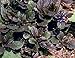 Bronze Beauty Ajuga 24 Plants - Carpet Bugle - Very Hardy - 1 3/4" Pots