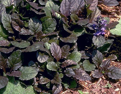 Bronze Beauty Ajuga 24 Plants - Carpet Bugle - Very Hardy - 1 3/4 Bronze Beauty Ajuga 24 Plants - Carpet Bugle - Very Hardy - 1 3/4