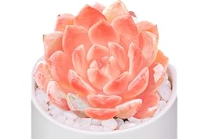 GENERIC Echeveria Little Beauty Rare Live Succulent Plants, Mini Pink 1 Head 2" Live Plant, Package Without Pot Soil, Garden Indoor Office Desk, Wedding Party Baby Shower Decoration, Friend Plant Lovers Gifts