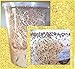Fruit Fly Starter Culture (Golden Drosophila Hydei - Flightless) + FREE Fruit Fly Culture Kit