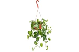 Shop Succulents Heartleaf Philodenron Brasil Hanging Plant, Live Indoor Plant, Easy Care Hanging Ivy Houseplant in Nursery Pot, Air Purifying Plant in Soil, Housewarming, Home Décor, Trails 2-4 Feet