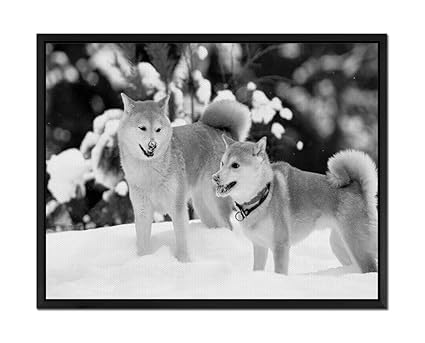 Amazoncom Shiba Inu Art Print Wall Art Canvas Stretched