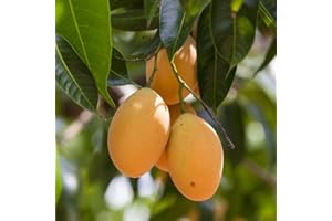 4 Pcs Mango Seeds for Planting, Fruit Fresh Plant Pot, Winter Hardy Perennials, Perennial Mango Tree, Greenhouse, Balcony, In