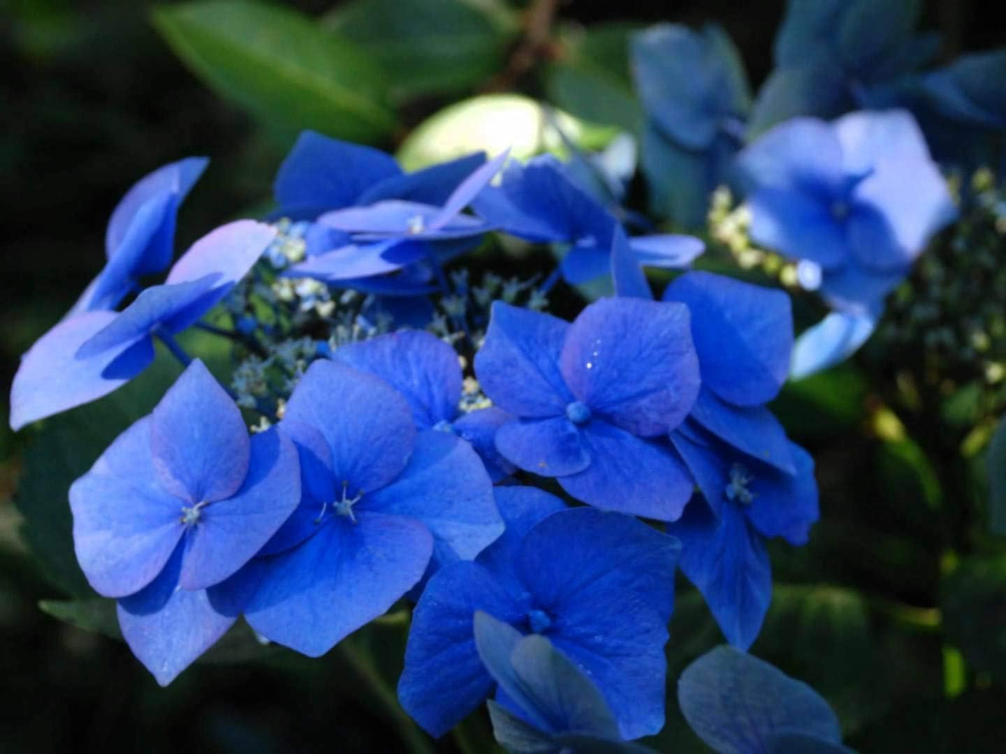 Details About Hydrangea MACROPHYLLA 'Taube' (Teller RED) - 4 INCH Pot - DORMANT