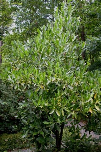 Ocala Anise (Illicium parviflorum)