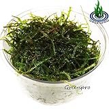 Greenpro Java Moss Live Freshwater Aquarium Plants Easy Ready to Grow